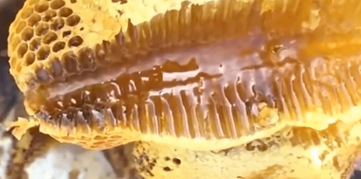 Bowl of pure honey with dipper, a natural remedy for winter health issues